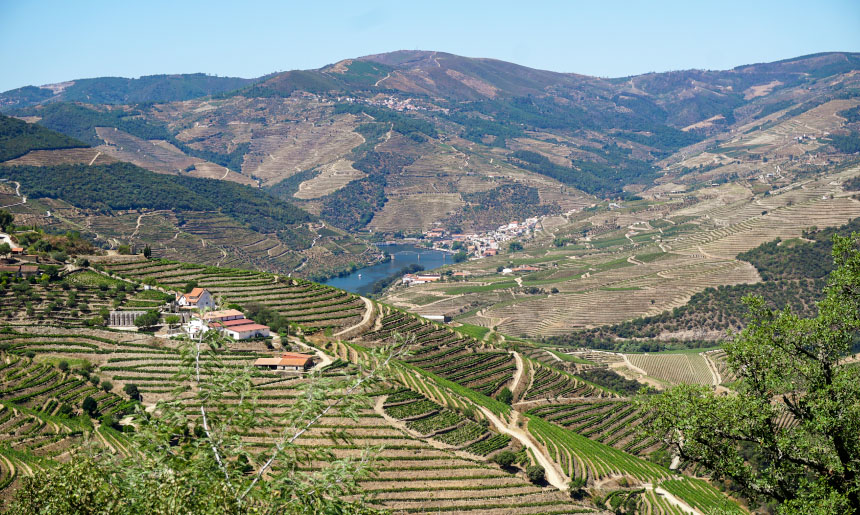 Douro misto kde zraji hrozny na portska vina